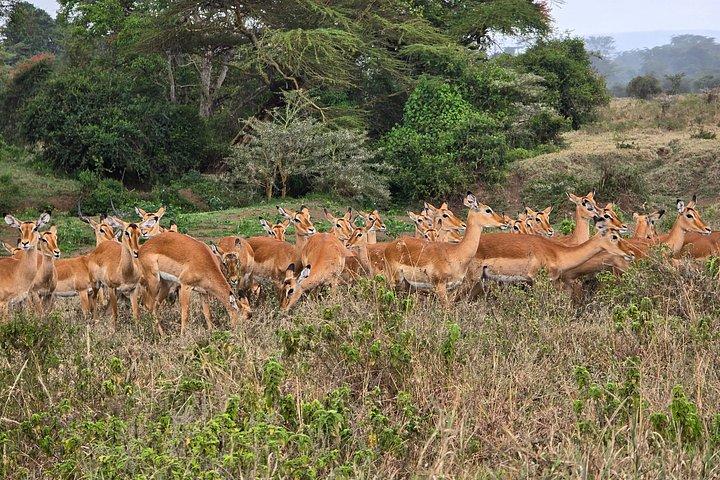 マーラ平原からツァボ国立公園までのワイルドライフサファリ8日間