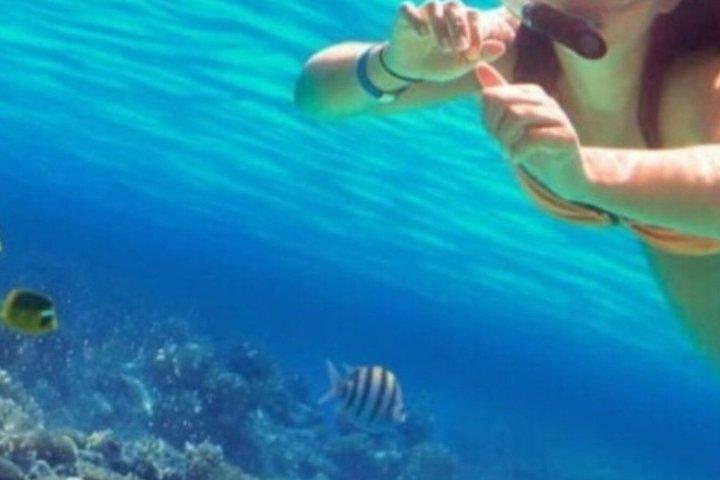 Activiteiten in de omgeving van St John's Antigua Snorkel and Sea Turtles Adventure Green Island