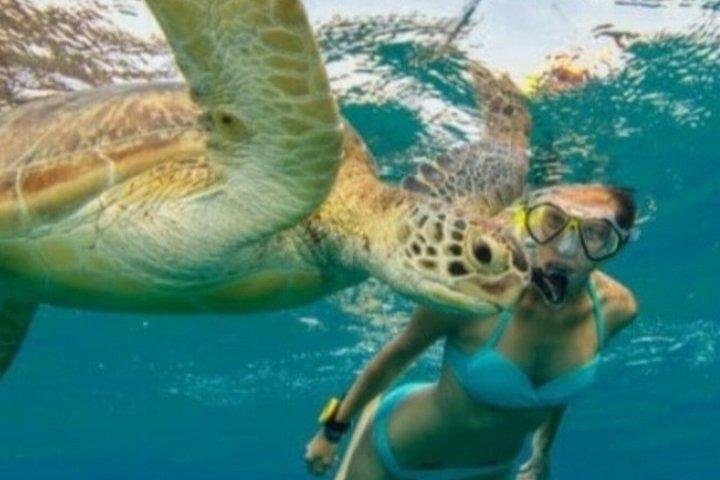 St John's Antigua Tuba et tortues marines Aventure Green Island