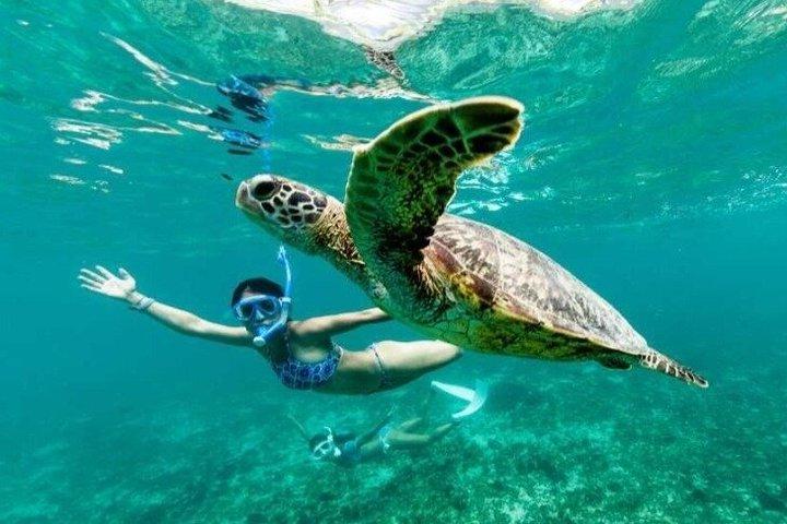 St John's Antigua Tuba et tortues marines Aventure Green Island