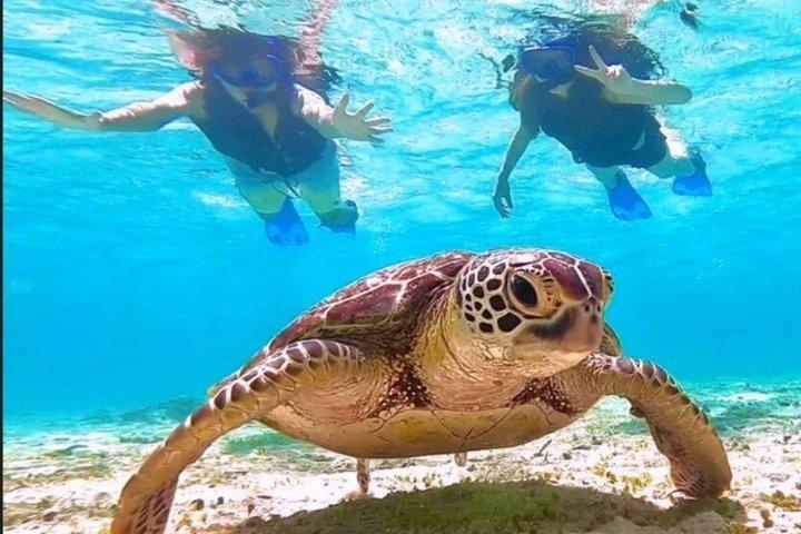 St John's Antigua Tuba et tortues marines Aventure Green Island