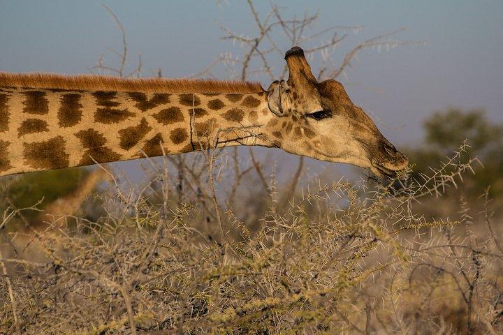 7 Day Northern Namibia and Skeleton Coast Camping Safari