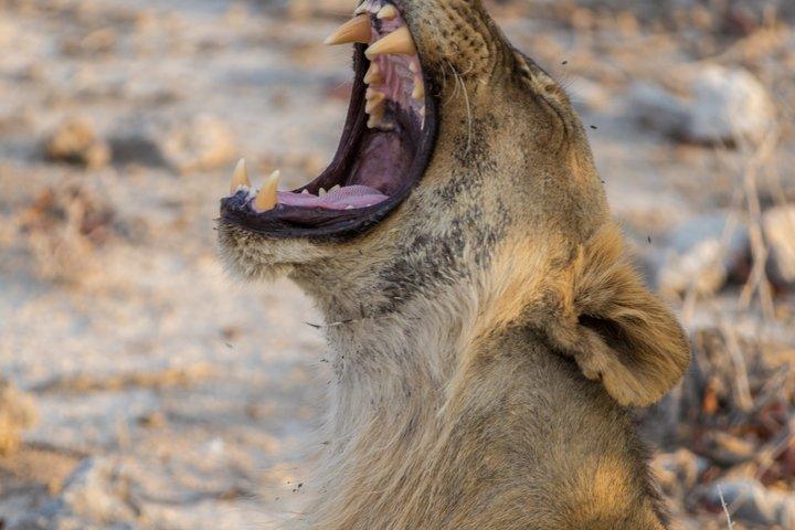 7 dagars norra Namibia och Skeleton Coast Camping Safari