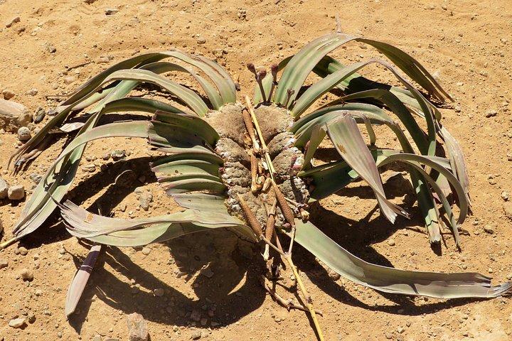 7 Day Northern Namibia and Skeleton Coast Camping Safari