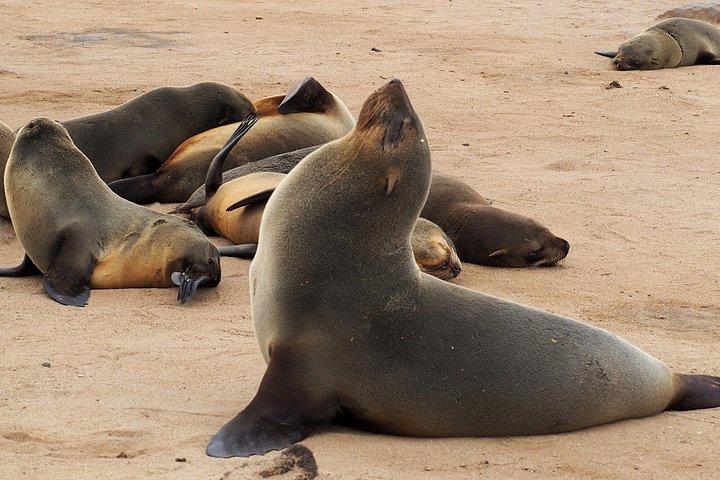 7 Day Northern Namibia and Skeleton Coast Camping Safari