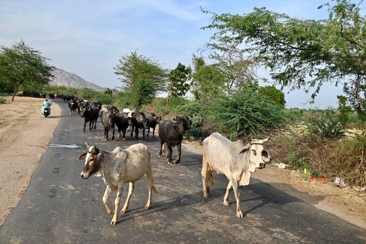 Excursion d'une journée au Jawai Leopard Safari & Ranakpur Temple au départ d'Udaipur
