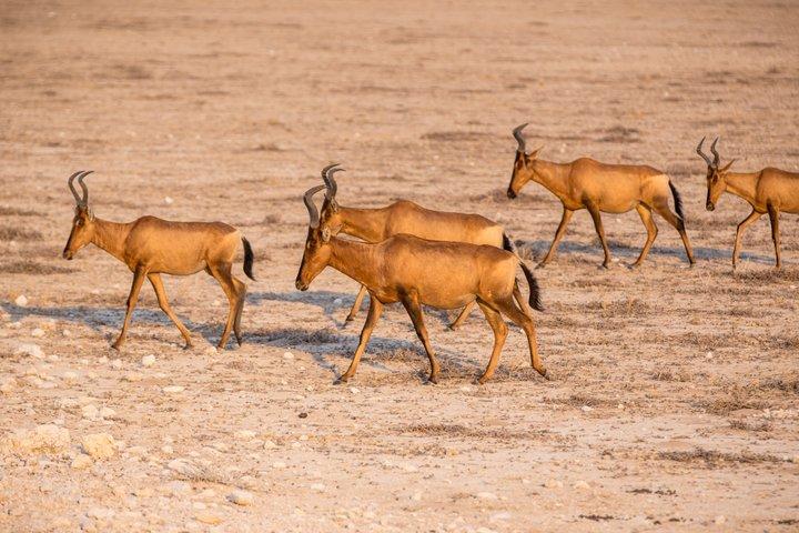 12 Tage klassische Namibia Camping Safari
