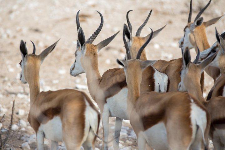12 Tage klassische Namibia Camping Safari