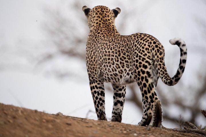 Visite guidée du temple d'Udaipur à Jodhpur Jawai Leopard Safari et Ranakpur