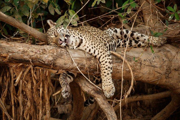 Udaipur til Jodhpur Jawai Leopard Safari og Ranakpur Temple Tour