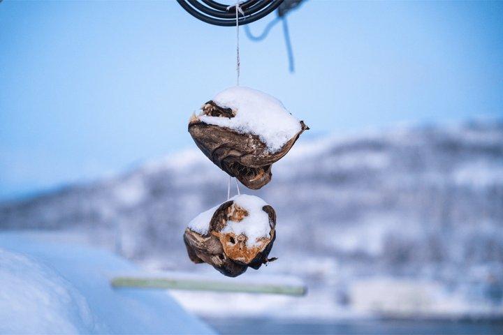 2 timmars polarfiskeäventyr