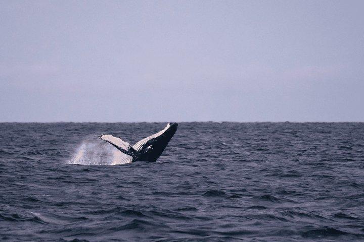 Tromsö Whale & Orca Safari – All-Inclusive (max 50 pers)