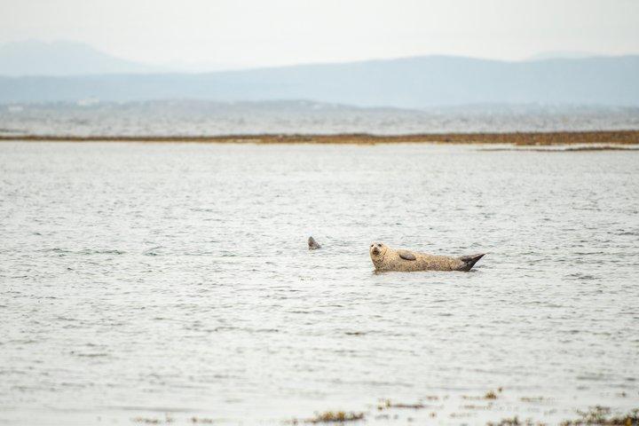 ゴールウェイ シティ ドックから出航するアラン諸島とモハーの断崖デイ クルーズ