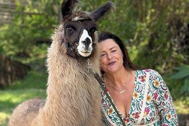Alpaca Llama og kanin te fester