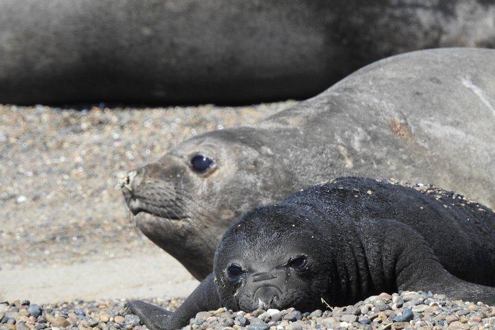 Animal watching a Punta Tombo e Isla Escondida