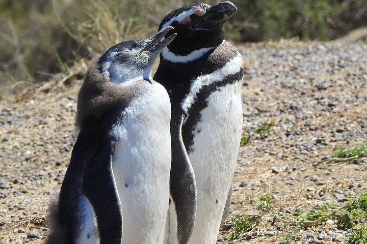 プンタ・トンボとイスラ・エスコンディーダで動物ウォッチング