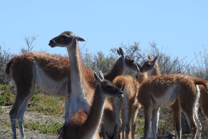 Animal watching a Punta Tombo e Isla Escondida