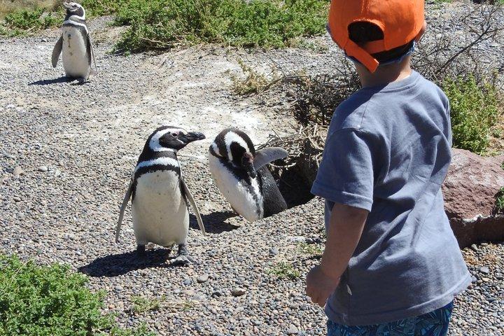 プンタ・トンボとイスラ・エスコンディーダで動物ウォッチング