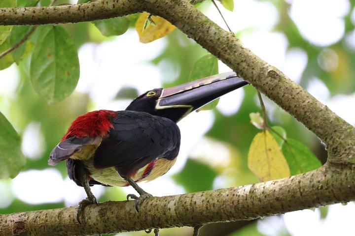 Private Wildlife Walk, Coffee Experience and Traditional Lunch