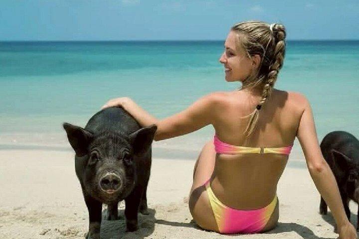 Koh Samui: Viewpoint, Elephant, Pig Island & Snorkel + Lunch