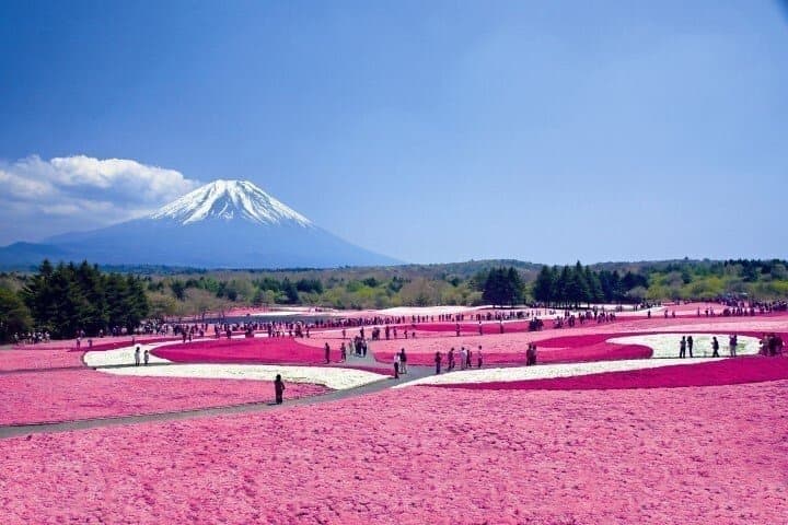 VIP Mt Fuji Tour by Luxury Car English speaking Driver Guide