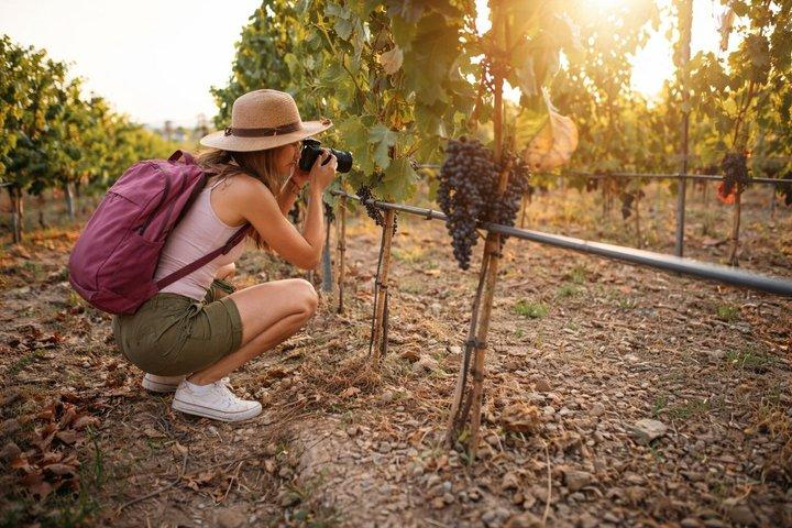 Tour a bodegas de Long Island y North Fork con recogida en el hotel