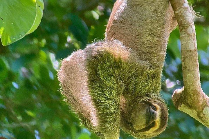Visite guidée de la nature et des plages de Manuel Antonio