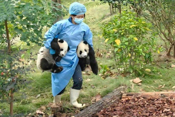 Visite privée de la base de pandas de Chengdu et du bouddha de Leshan avec déjeuner