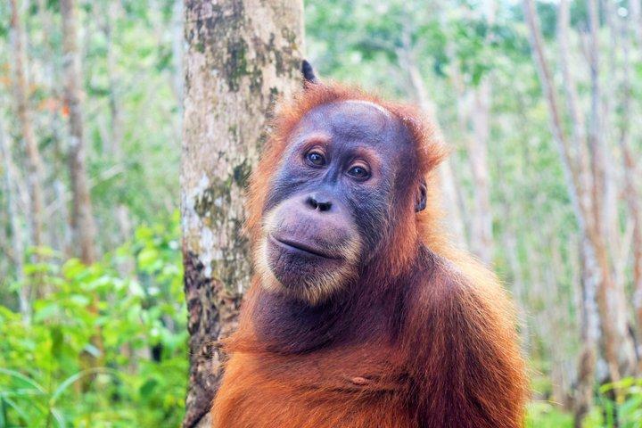 Tagestour durch den Orang-Utan-Hafen