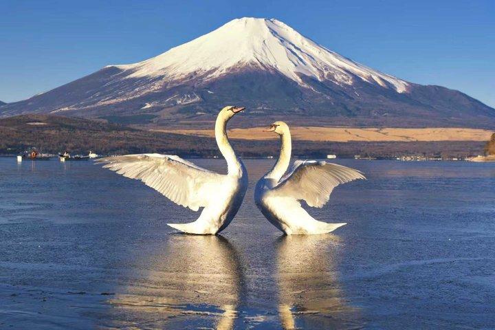 Hoteller i nærheden af Mt. Fuji Two Lakes Swan Cruise and Hot Spring One Day Tour