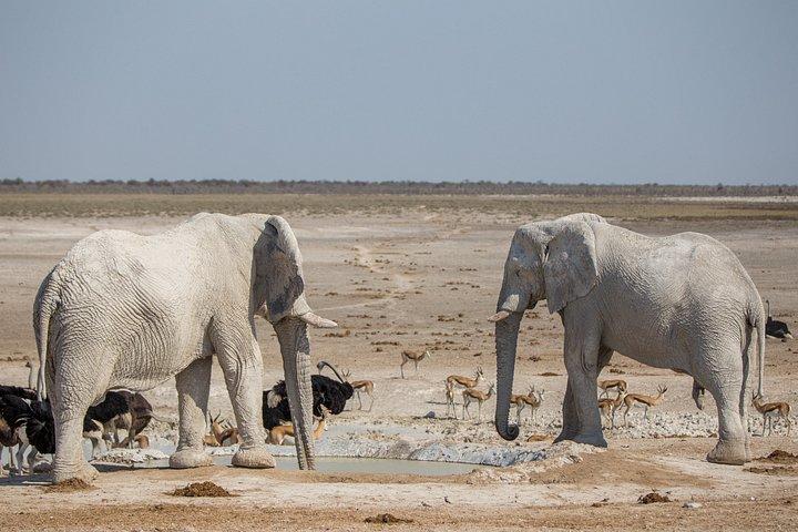 3-Day Etosha Express Accommodated Safari from Windhoek