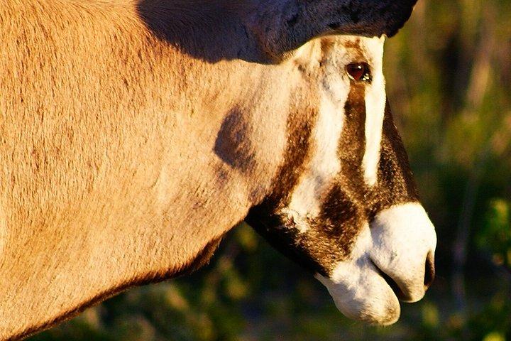 3-Day Etosha Express Accommodated Safari from Windhoek