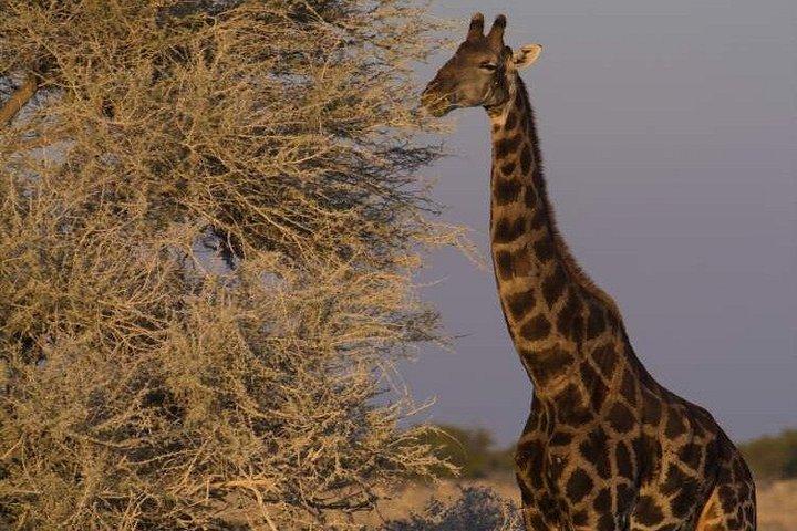 3-Day Etosha Express Accommodated Safari from Windhoek