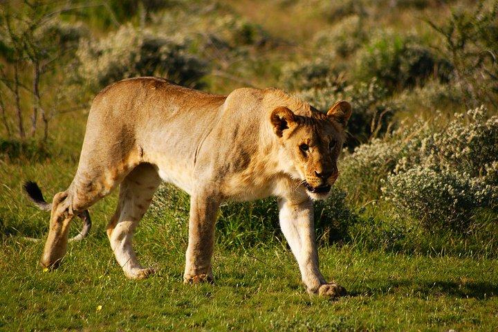 3-Day Etosha Express Accommodated Safari from Windhoek