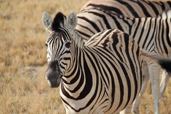 3-Day Etosha Express Accommodated Safari from Windhoek