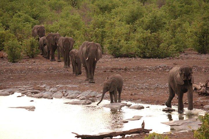 3-Day Etosha Express Accommodated Safari from Windhoek