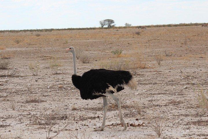 3-Day Etosha Express Accommodated Safari from Windhoek