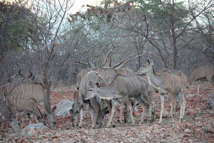 3-Day Etosha Express Accommodated Safari from Windhoek