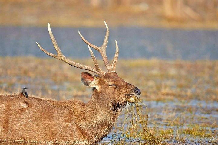 Ranthambore Day Trip from Jaipur with Tiger Safari