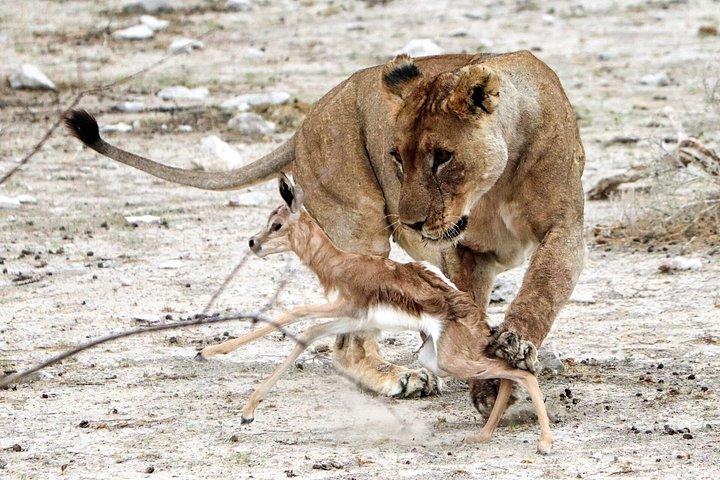 ウィントフックの6日間の砂丘と野生生物に対応したサファリ