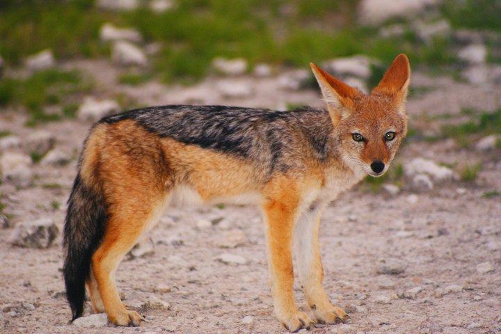 ウィントフックの6日間の砂丘と野生生物に対応したサファリ