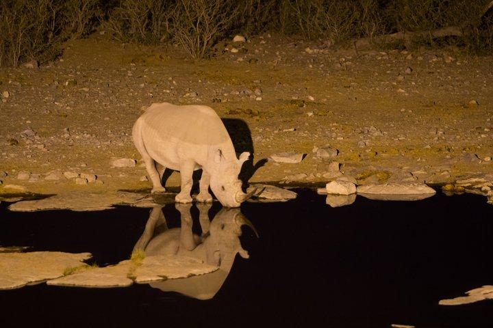 ウィントフックの6日間の砂丘と野生生物に対応したサファリ
