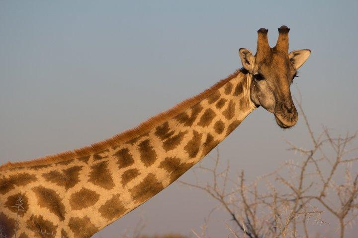 ウィントフックの6日間の砂丘と野生生物に対応したサファリ