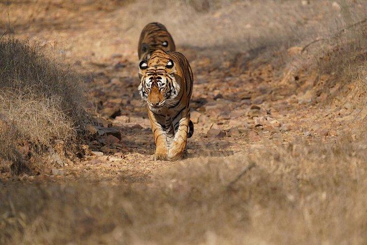 Ranthambore Day Trip from Jaipur with Tiger Safari