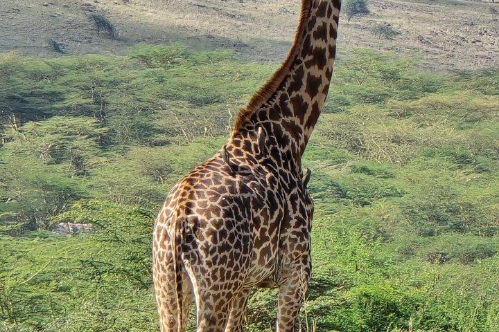 8 Day Wildlife Safari From Mara Plains to Tsavo National Park