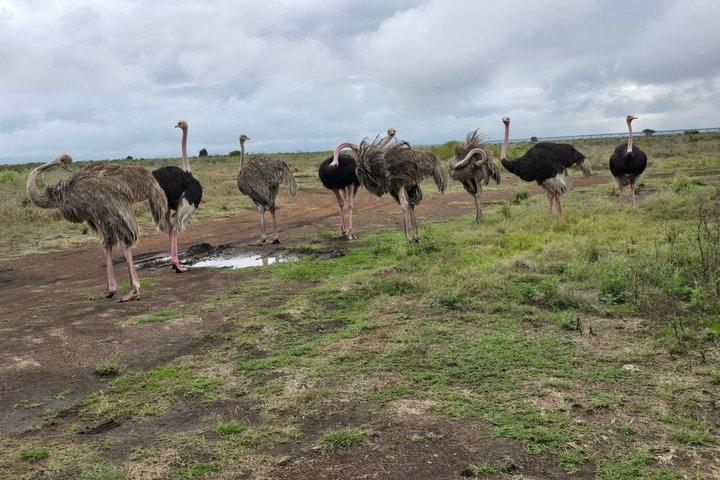 8 Day Wildlife Safari From Mara Plains to Tsavo National Park