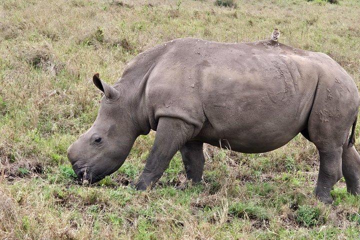 マーラ平原からツァボ国立公園までのワイルドライフサファリ8日間