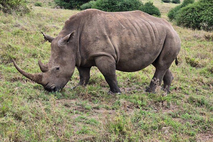 マーラ平原からツァボ国立公園までのワイルドライフサファリ8日間