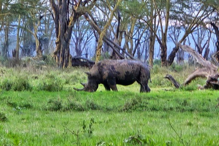 マーラ平原からツァボ国立公園までのワイルドライフサファリ8日間