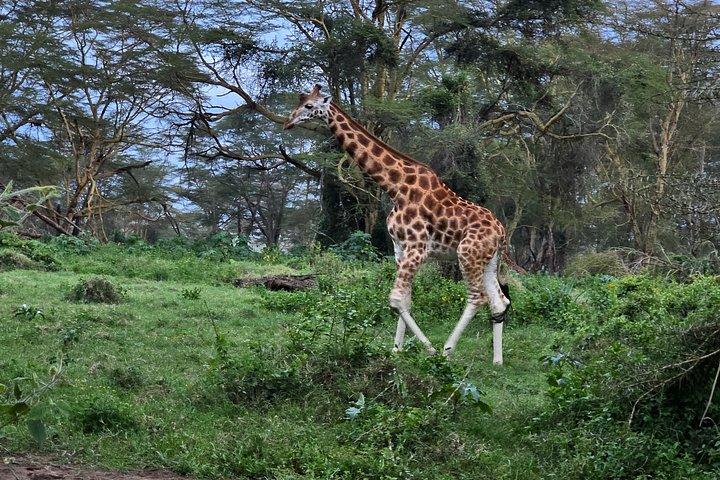 マーラ平原からツァボ国立公園までのワイルドライフサファリ8日間